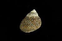 藏品(草蓆鐘螺)的圖片